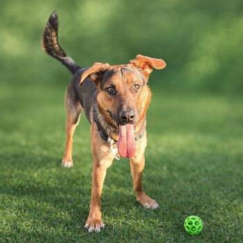 German Shepherd Dog Dogs Available for Adoption - Trooper | PetCurious