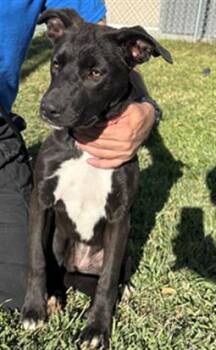 ZERO -  Labrador Retriever Dog for Adoption in Riverside, California - ZERO | PetCurious