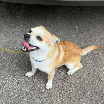Norton -  Chihuahua and Mixed Breed Dog for Adoption in Overland Park, Kansas - Norton | PetCurious