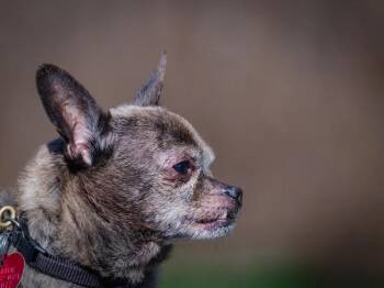 Chihuahua Dogs Available for Adoption in Pointe-fortune, Quebec - Guido | PetCurious