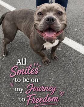 Pit Bull Terrier Dogs Available for Adoption in Huntington, New York - BELLA 2 | PetCurious