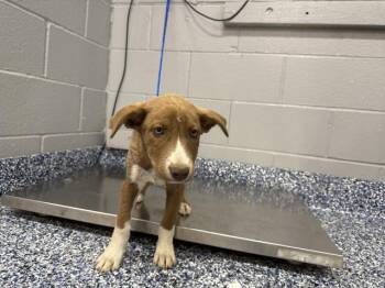 SOPHIE -  Pit Bull Terrier and Mixed Breed Dog for Adoption in Thousand Palms, California - SOPHIE | PetCurious
