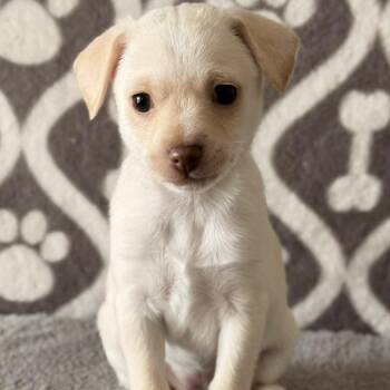 Terrier Dogs Available for Adoption - Brook -*Available 2/21*Chino Hills Location | PetCurious