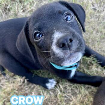 Rescue Labrador Retriever Dogs for Adoption in San Antonio, Texas - Crow | PetCurious