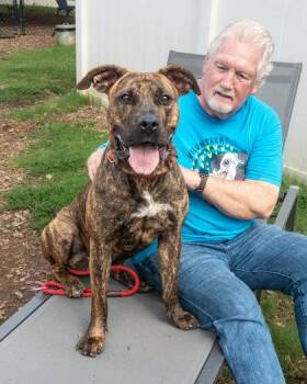 Burma -  Mixed Breed Dog for Adoption in Chamblee, Georgia - Burma | PetCurious