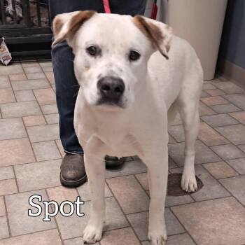 American Staffordshire Terrier Dogs Available for Adoption in Hollister, Missouri - Spot | PetCurious