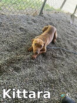 Pit Bull Terrier Dogs Available for Adoption in Rocky Mount, North Carolina - Kittara | PetCurious