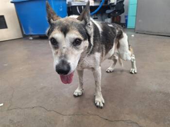 Siberian Husky and Mixed Breed Dogs Available for Adoption - PUPPY | PetCurious