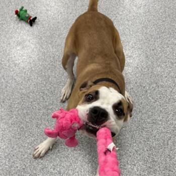 American Staffordshire Terrier Dogs Available for Adoption - Myles | PetCurious