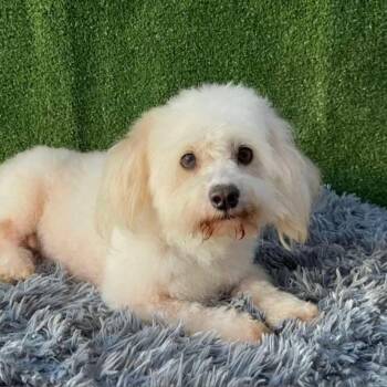 Rescue Coton De Tulear and Maltese Dogs for Adoption in San Diego, California - Flick | PetCurious