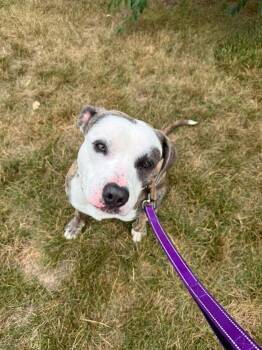 Barbosa (26-148 D) -  Mixed Breed Dog for Adoption in Lansing, Michigan - Barbosa (26-148 D) | PetCurious