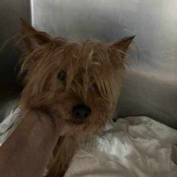 Yorkshire Terrier Dogs Available for Adoption in Newark, New Jersey - Slim Shady | PetCurious