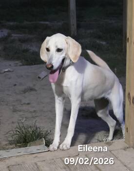 Eileena -  Labrador Retriever Dog for Adoption in Manchester, Connecticut - Eileena | PetCurious