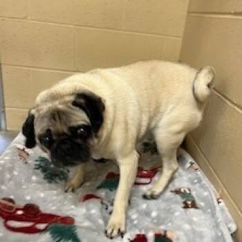 Rescue Pug Dogs for Adoption in Buellton, California - The Notorious P.U.G. | PetCurious