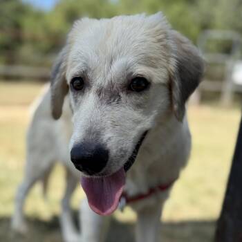 Summer -  Shepherd Dog for Adoption in Bulverde, Texas - Summer | PetCurious