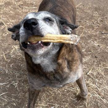 Fiona -  Catahoula Leopard Dog and Labrador Retriever Dog for Adoption in Lakehead, California - Fiona | PetCurious
