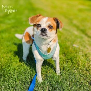 Spur -  Mixed Breed Dog for Adoption in Spokane, Washington - Spur | PetCurious