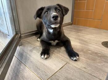 Mixed Breed Dogs Available for Adoption - PUPPI | PetCurious