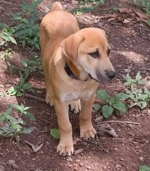 Russell -  Mixed Breed Dog for Adoption in Taycheedah, Wisconsin - Russell | PetCurious