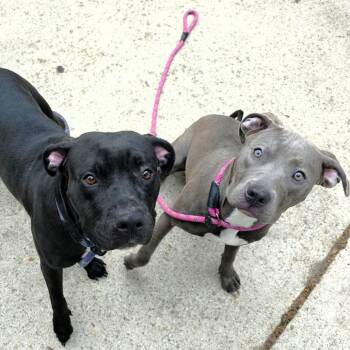 Pit Bull Terrier Dogs Available for Adoption in Michigan City, Indiana - Louise | PetCurious