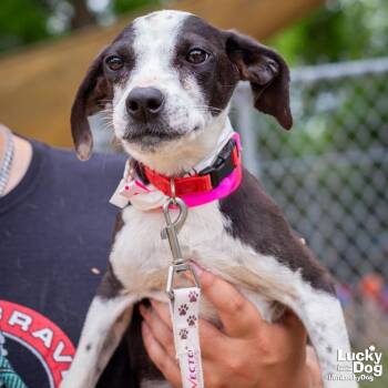 Feist and Australian Cattle Dog Blue Heeler Dogs Available for Adoption in Washington, District Of Columbia - Oreo | PetCurious