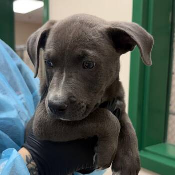 Sir Robin -  Pit Bull Terrier Dog for Adoption in Reno, Nevada - Sir Robin | PetCurious