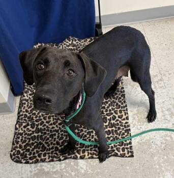 *Nyx* -  Labrador Retriever Dog for Adoption in Salt Lake City, Utah - *Nyx* | PetCurious