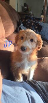 JP -  Miniature Poodle and Jack Russell Terrier Dog for Adoption in Warren, Michigan - JP | PetCurious