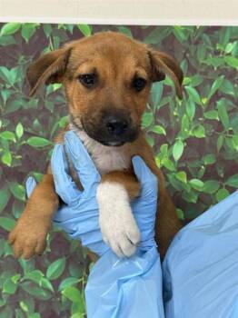 Rescue Shepherd and Mixed Breed Dogs for Adoption in San Antonio, Texas - Adele | PetCurious