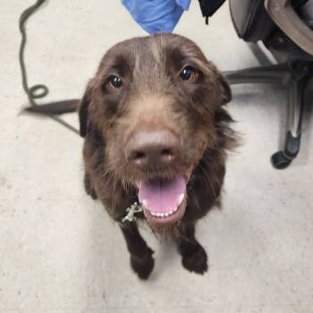 Rescue Mixed Breed Dogs for Adoption in Milton, Florida - SAS-A-86779 | PetCurious