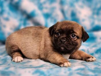 Macon -  Puggle Dog for Adoption in East Sparta, Ohio - Macon | PetCurious
