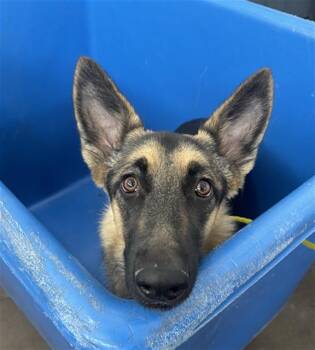 CHANEL -  German Shepherd Dog and Mixed Breed Dog for Adoption in Dallas, Texas - CHANEL | PetCurious