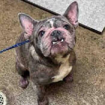 Bonnie Bakery -  French Bulldog Dog for Adoption in Ramona, California - Bonnie Bakery | PetCurious