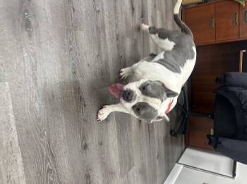 Rescue Bull Terrier Dogs for Adoption in Trenton, New Jersey - Roux | PetCurious