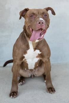 Nessa -  Mixed Breed Dog for Adoption in Longmont, Colorado - Nessa | PetCurious
