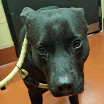 Rescue Mixed Breed Dogs for Adoption in Douglasville, Georgia - Fletcher | PetCurious