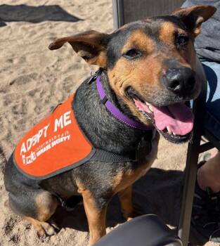Rescue German Pinscher and Mixed Breed Dogs for Adoption in Pine, Colorado - Soli | PetCurious