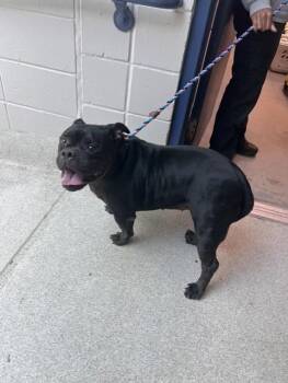 BELLA TRIX -  American Staffordshire Terrier and Mixed Breed Dog for Adoption in Tallahassee, Florida - BELLA TRIX | PetCurious