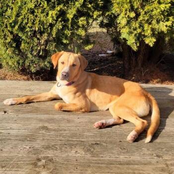 Yellow Labrador Retriever Dogs Available for Adoption - Rena | PetCurious