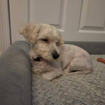 Sugar -  Mixed Breed Dog for Adoption in Toms River, New Jersey - Sugar | PetCurious