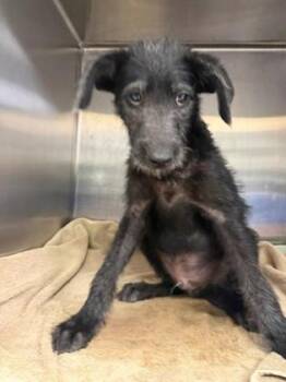 Binky -  Poodle Dog for Adoption in Portland, Maine - Binky | PetCurious