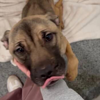 Rescue Mixed Breed Dogs for Adoption in Jeffersonville, Indiana - Doja Dog (Tilly) | PetCurious