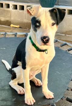 Rescue Rat Terrier and Pit Bull Terrier Dogs for Adoption in Dallas, Texas - Crysler J | PetCurious