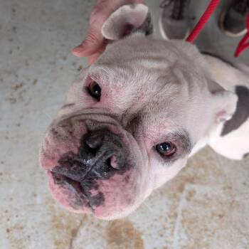 Mixed Breed Dogs Available for Adoption - Ollie | PetCurious