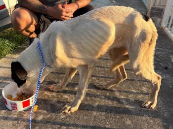 KFC -  Mixed Breed Dog for Adoption in Lockhart, Texas - KFC | PetCurious
