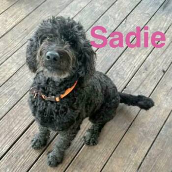Sadie -  Poodle and Labradoodle Dog Available for Adoption in Austin, Texas - Sadie | PetCurious