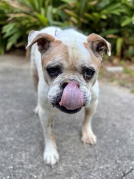 American Bulldog Dogs Available for Adoption in New Orleans, Louisiana - Kobe | PetCurious