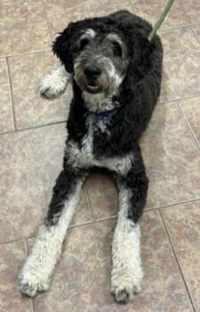 Jack -  Standard Poodle and Australian Shepherd Dog for Adoption in Littleton, Colorado - Jack | PetCurious