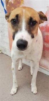 Australian Cattle Dog Blue Heeler and Mixed Breed Dogs Available for Adoption in San Bernardino, California - PIPER | PetCurious
