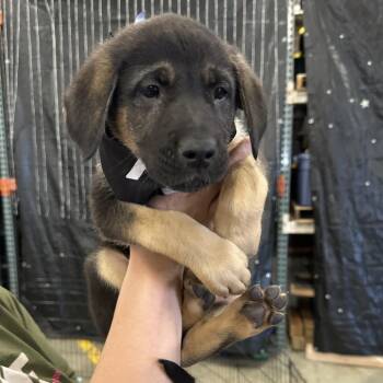 Chesapeake Bay Retriever and Shepherd Dogs Available for Adoption in Bellingham, Washington - Riptide | PetCurious